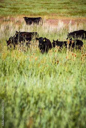 black Angus calf at sunset in the pasture