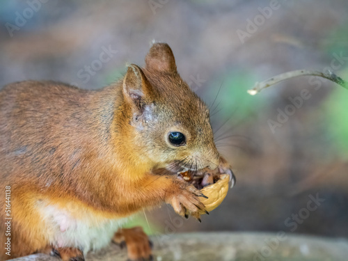 The squirrel with nut sits on tree branches in the summer. © Dmitrii Potashkin