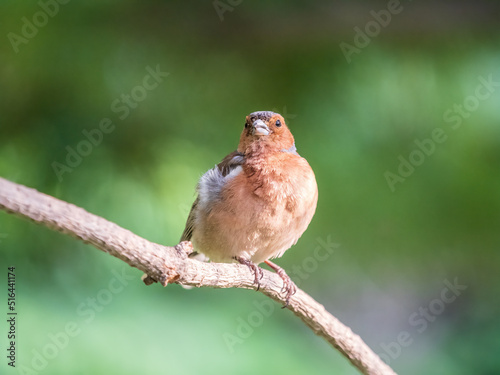 Common chaffinch, Fringilla coelebs, sits on a branch in spring on green background. Common chaffinch in wildlife.