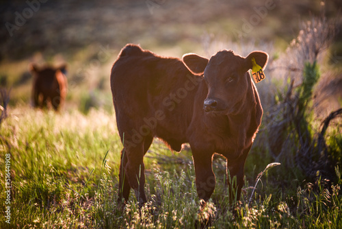 black Angus calf at sunset in the pasture © Tedi S Photography