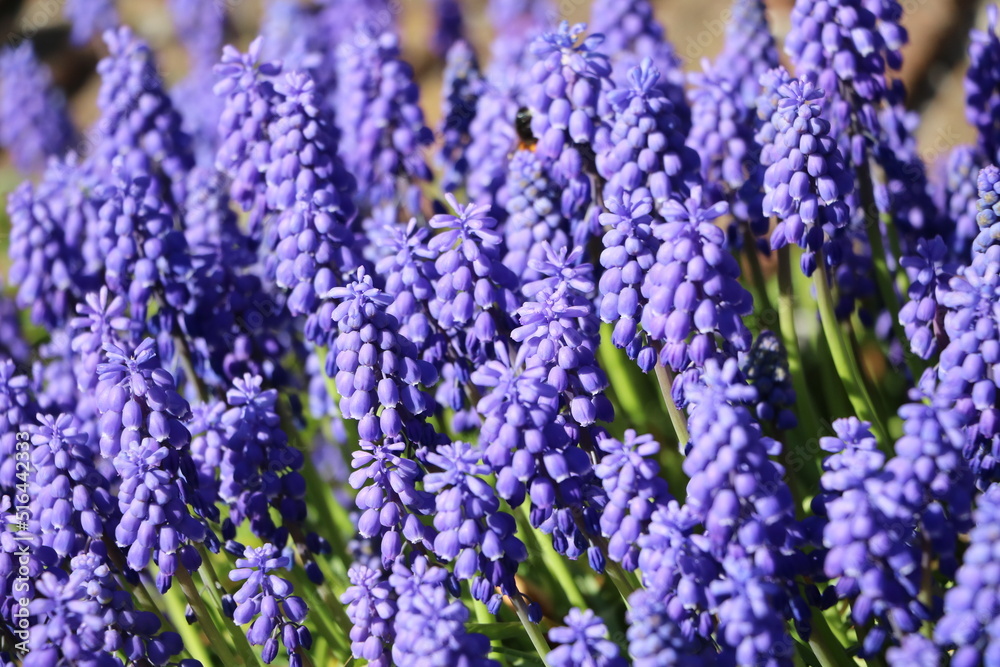 Fototapeta premium Purple flowering muscari, spring
