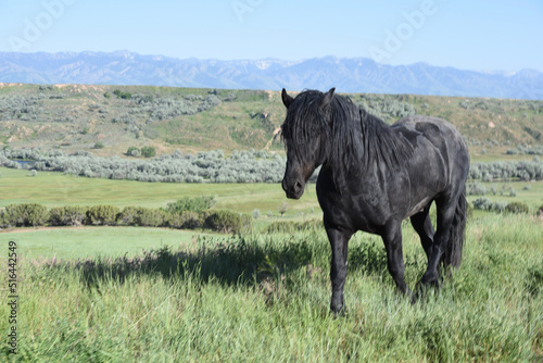 black horse walking in wild range pasture