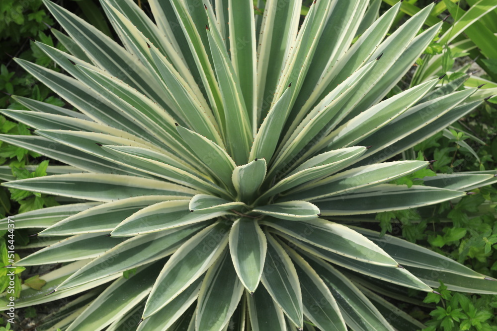 agave cactus, tropical plant with leaves and sharp thorn agave cactus, tropical plant with leaves and sharp thorn