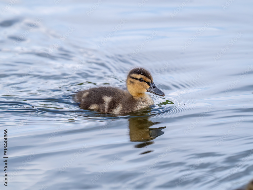 Cute little duckling swimming alone in a lake or river with calm water Cute little duckling swimming alone in a lake or river with calm water