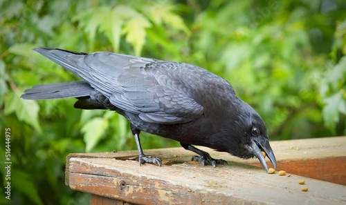 Closeup of the eating carrion crow, Corvus corone perched on the wooden surface. photo