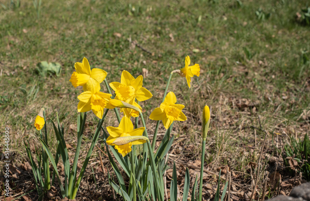 daffodils with yellow flowers in a meadow