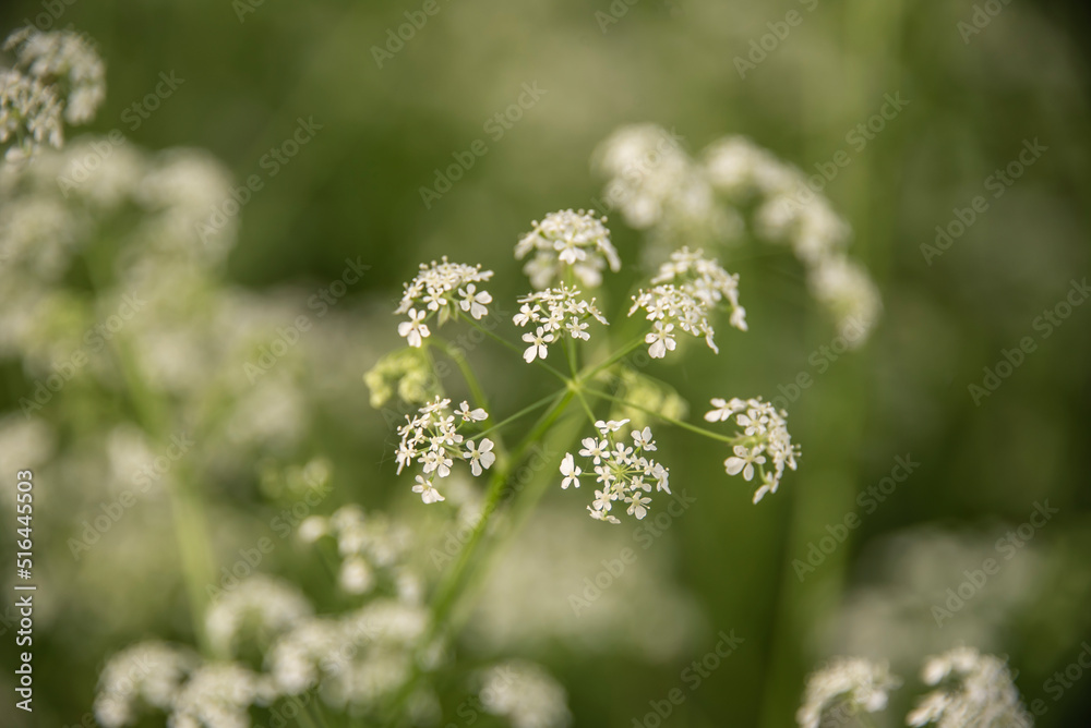 the umbel of a carway with white blossoms - obrazy, fototapety, plakaty 