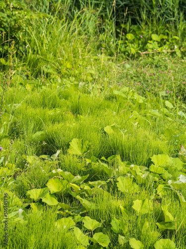Green meadow with grass. Spring or summer green grass background