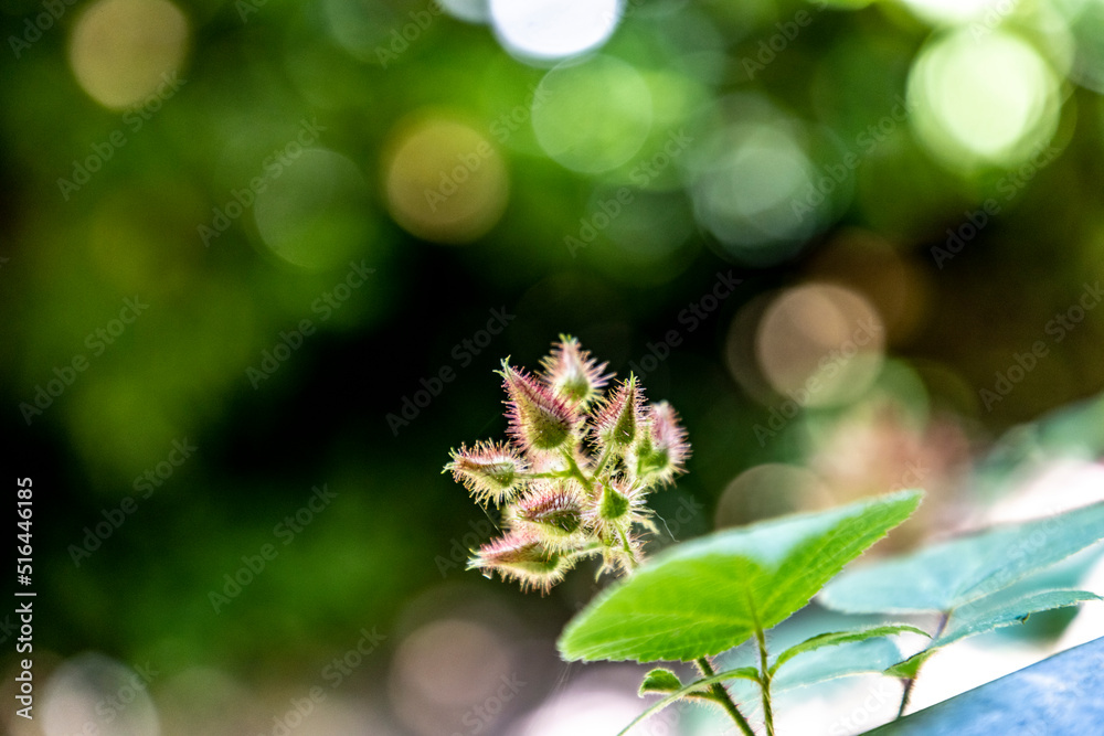 early flowering of berry Rubus phoenicolasius