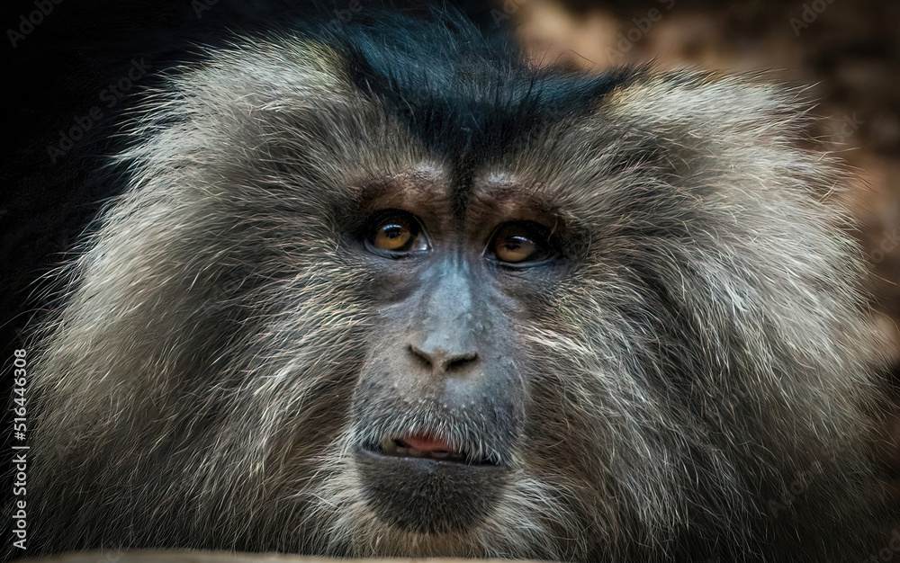 Close up portrait of Lion-tailed macaque. Its also known as wanderoo, bartaffe, beard ape and macaca silenus endangered monkey species Close up portrait of Lion-tailed macaque. Its also known as wanderoo, bartaffe, beard ape and macaca silenus endangered monkey species