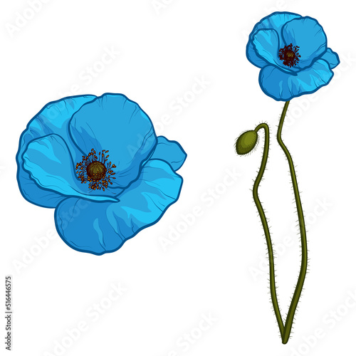 Blue Poppy flowers isolated on white background. Vector illustration.