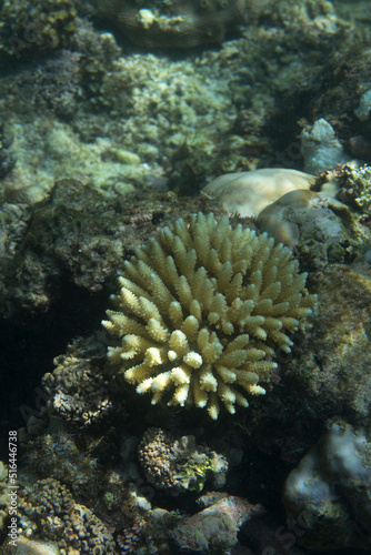 View of bleaching acropora coral