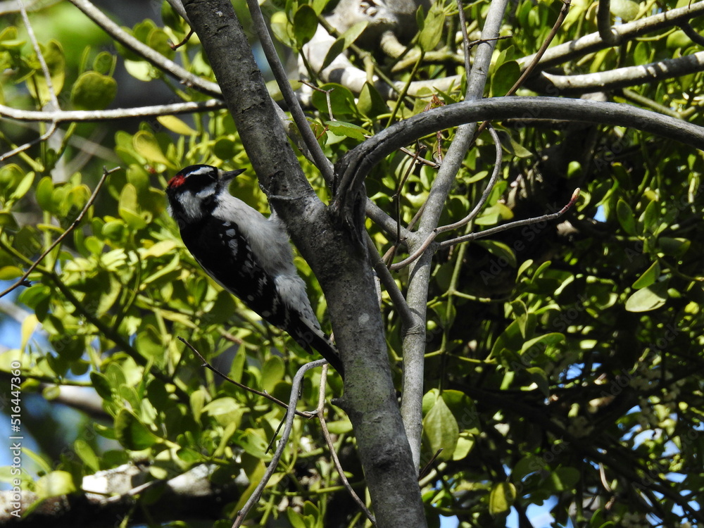 Downy woodpecker perched on a small tree in the Great Dismal Swamp National Wildlife Refuge, Suffolk, Virginia. Downy woodpecker perched on a small tree in the Great Dismal Swamp National Wildlife Refuge, Suffolk, Virginia.