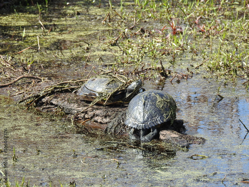 Fototapeta premium A pair of yellow-bellied slider turtles with swamp vegetation on their shells, sunning on a log in the Great Dismal Swamp National Wildlife Refuge, Suffolk, Virginia.