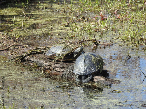 A pair of yellow-bellied slider turtles with swamp vegetation on their shells, sunning on a log in the Great Dismal Swamp National Wildlife Refuge, Suffolk, Virginia.