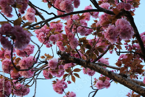 Pink blooming Japanese Cherry photo