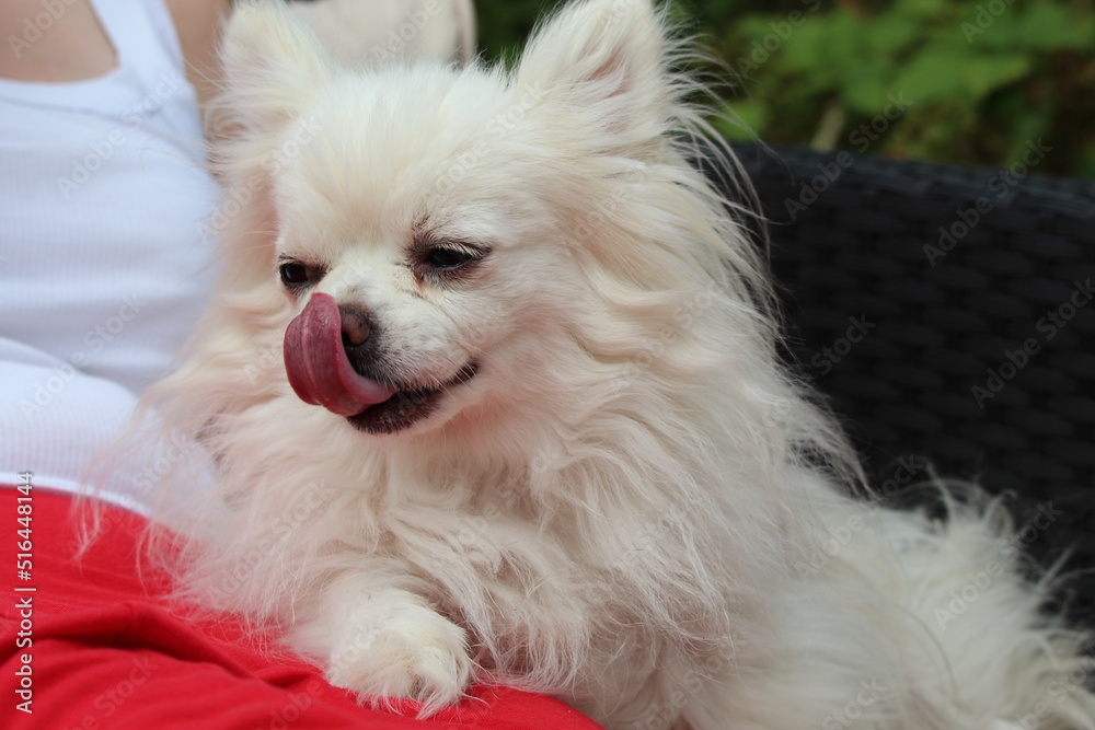 A pet white chihuahua sitting on a rattan sofa set in the garden. This photo has been taken on a very hot and sunny summer afternoon. This is a long fur dog. A pet white chihuahua sitting on a rattan sofa set in the garden. This photo has been taken on a very hot and sunny summer afternoon. This is a long fur dog.