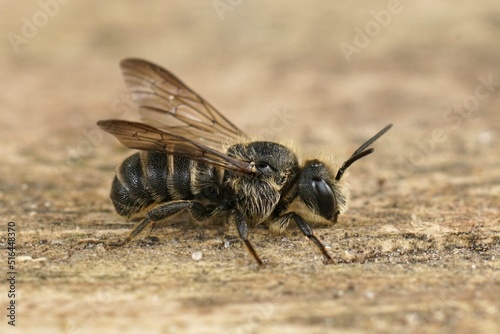 Detailed closeup on a cleptoparasite Banded dark bee, Stelis punctulatissima, photo