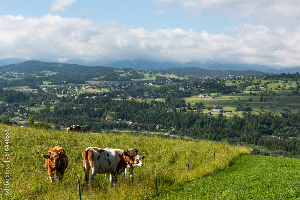 Traditional cow pasture in Poland, Podhale region at summer