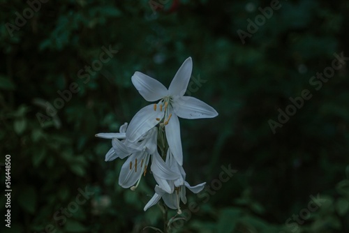 Flowers of paradisea liliastrum on a green background photo