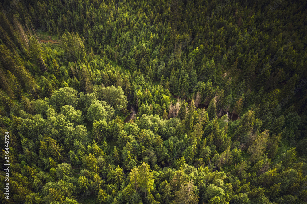 Forest aerial drone view, wild woodland