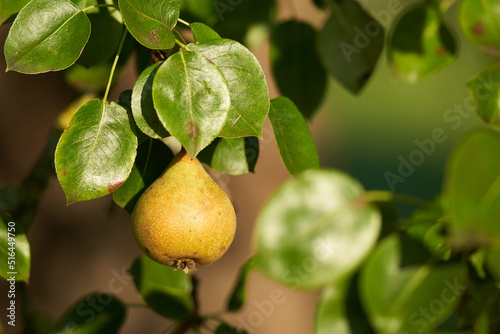 1 Ripe pear (Pyrus) hanging on a tree. Sunlight falls on ripe fruit in autumn.