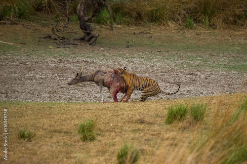 A Royal Bengal Tiger hunting a sambar dear in Ranthambore National Park in Rajasthan, India.  photo