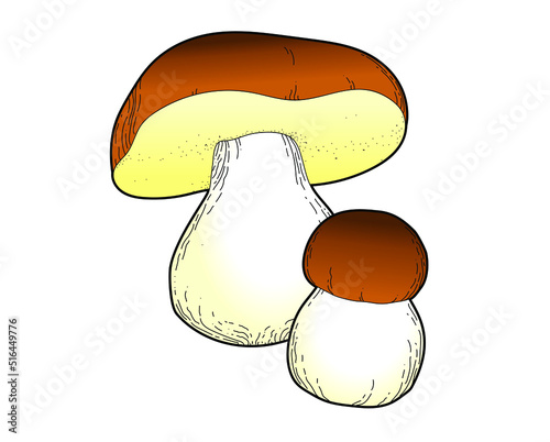 Vector outlined illustration of mushroom boletus edulis isolated on white background. The image of edible ceps.