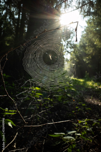 Cross spider in a spider web in the forest with morning sun as backlight