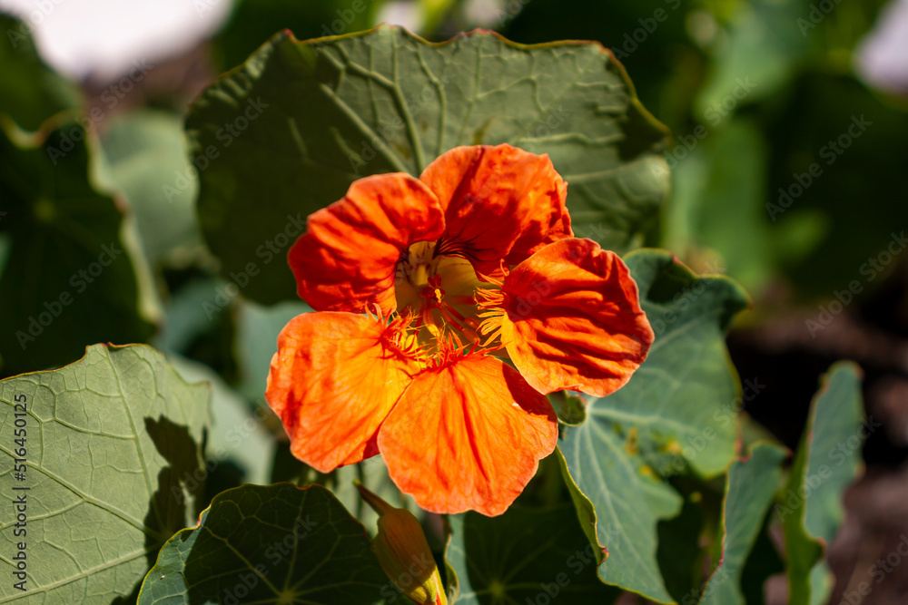 Fototapeta premium orange poppy flower