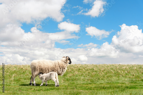 The grazing sheep and  lamb on the meadow in Peak District against the blue sky