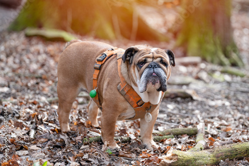 Red English British Bulldog in orange harness out for a walk in forest on spring sunny day