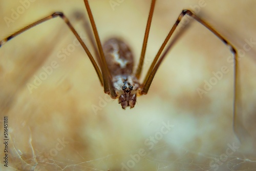 Macro of a daddy long-legs spider (Pholcus phalangioides) photo