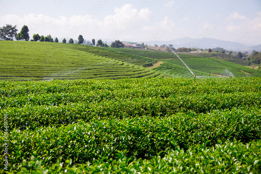 watering system in tea plantation