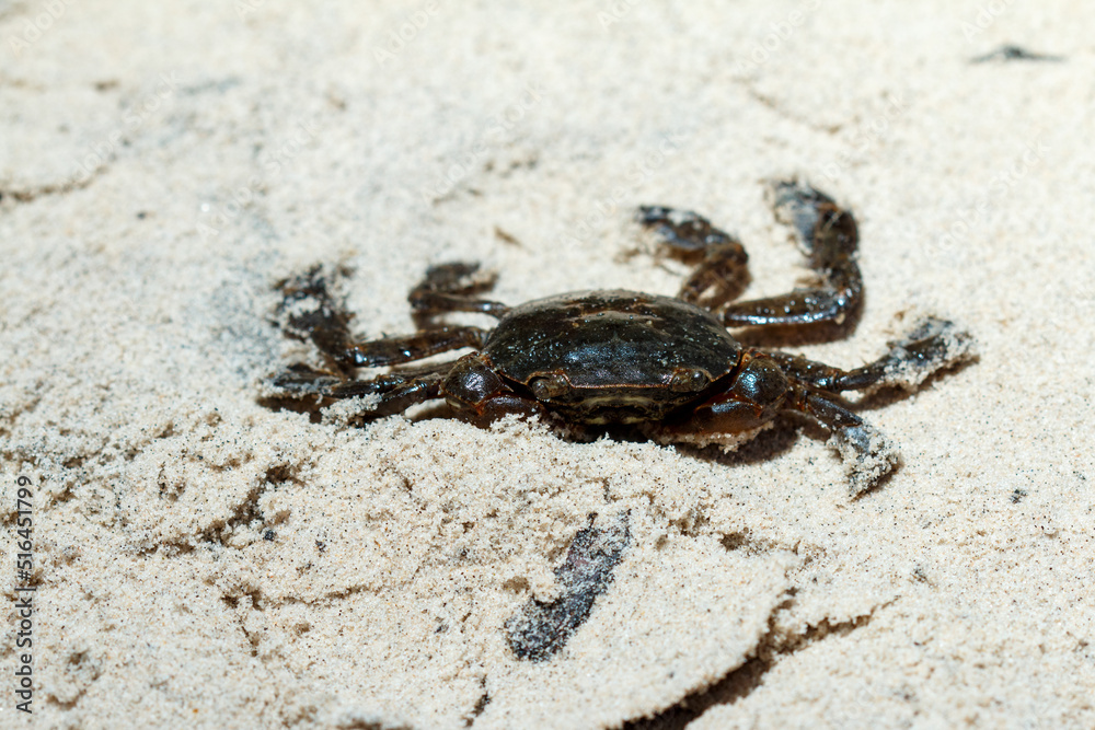 crab on the beach