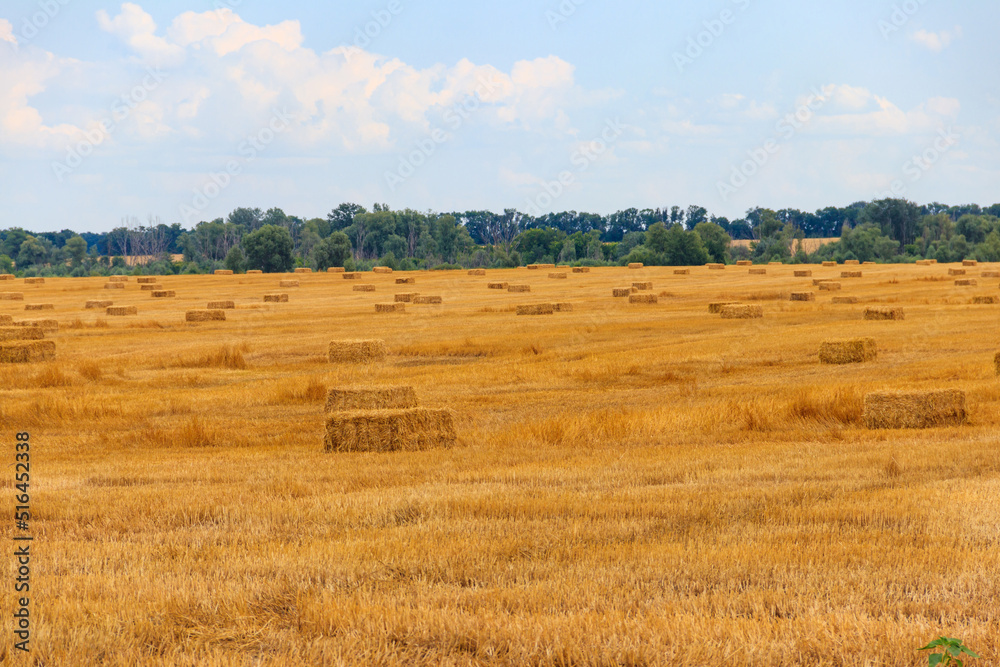 Rectangular straw bales on a field after the grain harvest