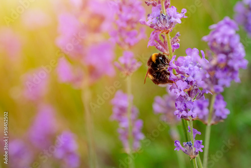 closeup of bumblebee on lavender flower  on sunny summer day Summer flowers.  Summertime     High quality phot © Iryna