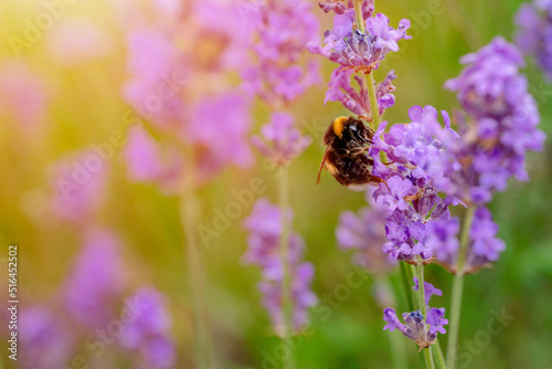 closeup of bumblebee on lavender flower  on sunny summer day Summer flowers.  Summertime     High quality phot