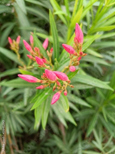 Vertical selective focus shot of Nerium Oleander buds photo