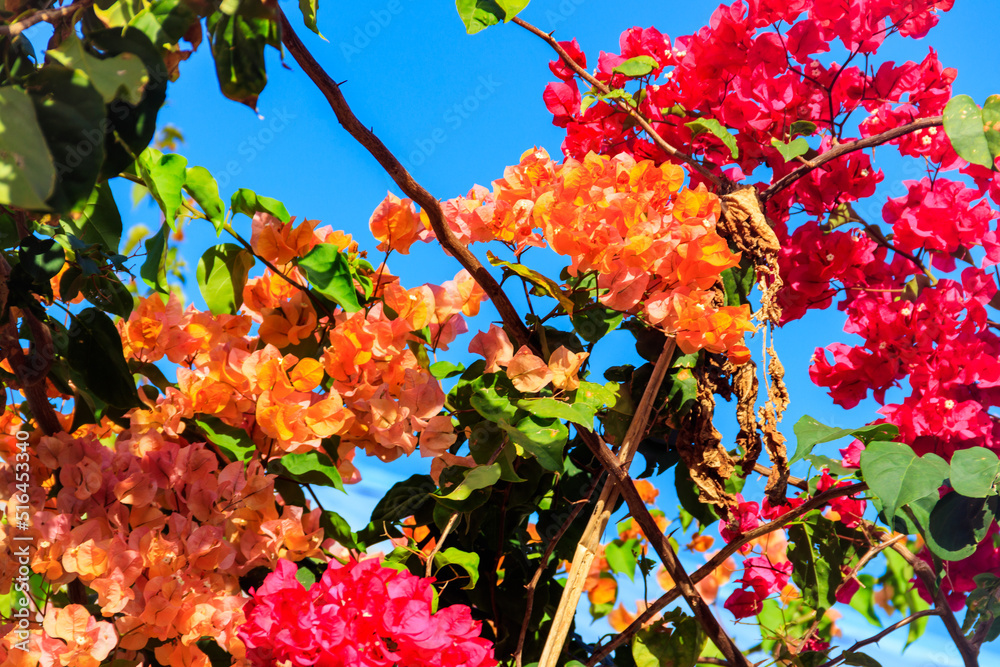 Beautiful blooming bougainvillea in garden Beautiful blooming bougainvillea in garden