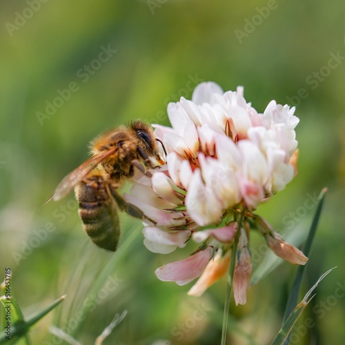 Vertical closeup of the honeybee on Trifolium repens, white clover. photo