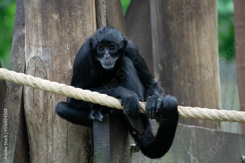 Photography Black spider monkey perched on a rope in a zoo in a daylight