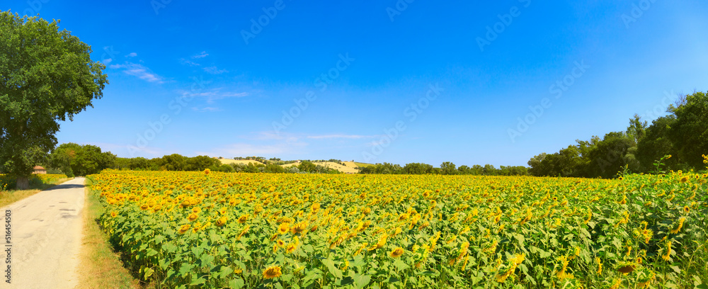 Fototapeta premium Sunflower field in summer day, panoramic view