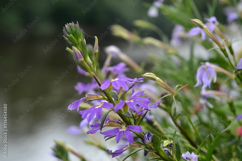 Φωτογραφία Closeup of Scaevola aemula, commonly known as the fairy fan-flowers