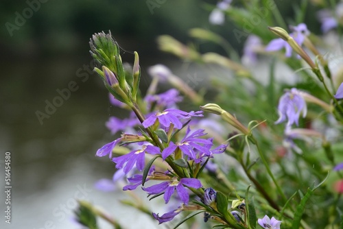 Closeup of Scaevola aemula, commonly known as the fairy fan-flowers. photo