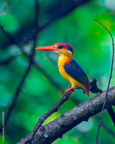 A Oriental Dwarf Kingfisher (Ceyx erithaca), also known as the black-backed kingfisher or three-toed kingfisher sitting on a branch in the rains at Karnala in Maharashtra, India photo