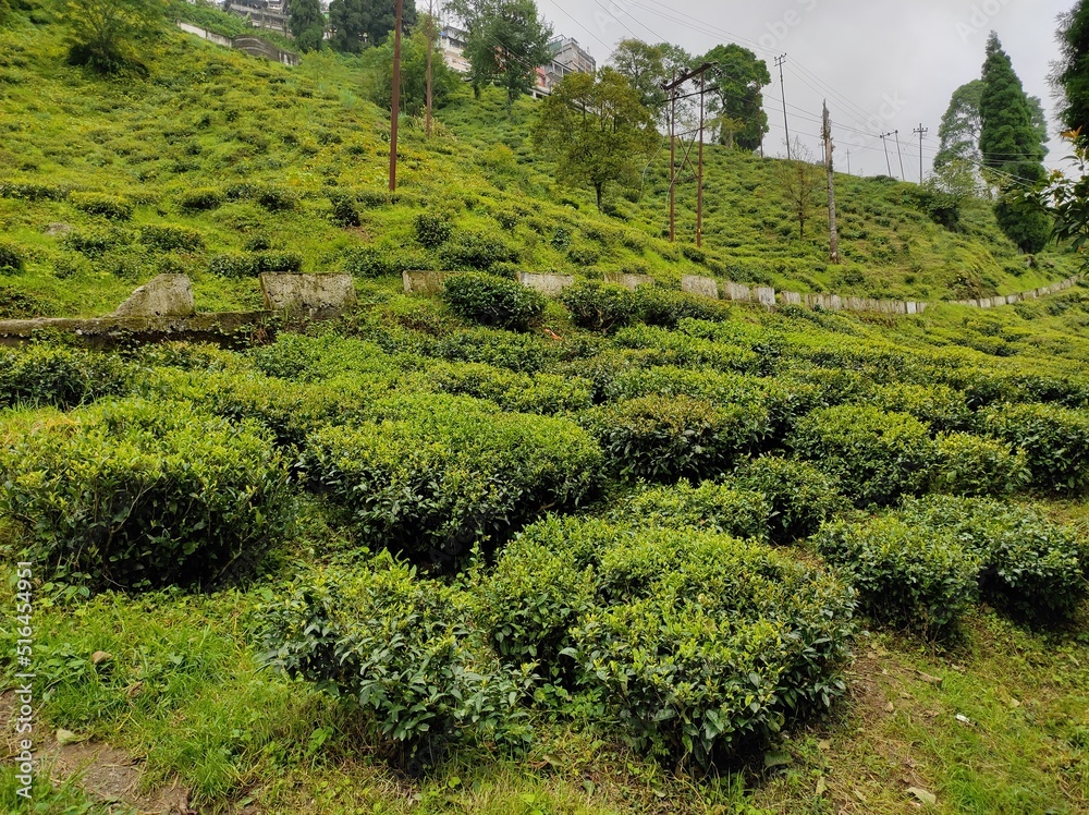 Green tea cultivation of the orange pekoe Darjeeling special garden. Organic farming on the green hills.