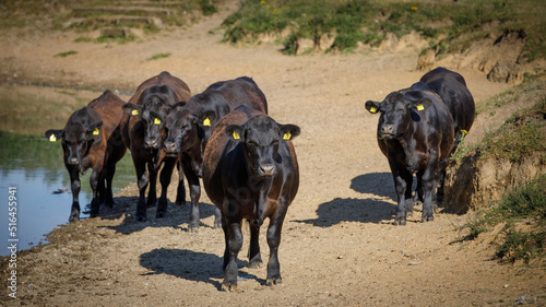 Fototapeta Naklejka Na Ścianę i Meble -  A herd of brown bulls group together and stare towards the viewer while one bull stands alone