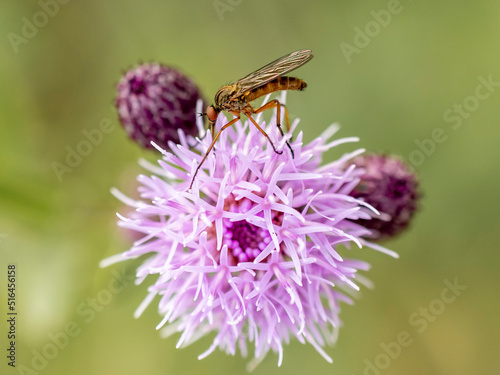 wujek żółtaczek owad na długich nogach na różowym kwiatku © Colorful Soul