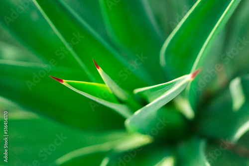 Green plant with sharp red point look like nidle